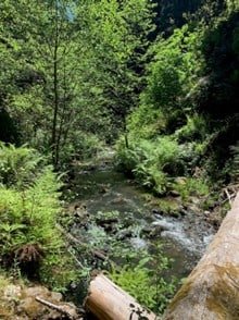 Quiet forest stream surrounded by lush green trees and rocks, ideal for nature walks and outdoor adventures.