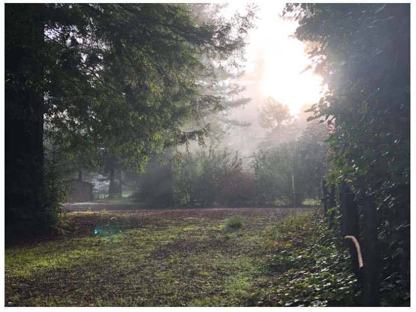 Sunrise over a lush, foggy forest with sunlight filtering through tall trees, creating a peaceful and natural outdoor scene for outdoor recreation or nature photography.