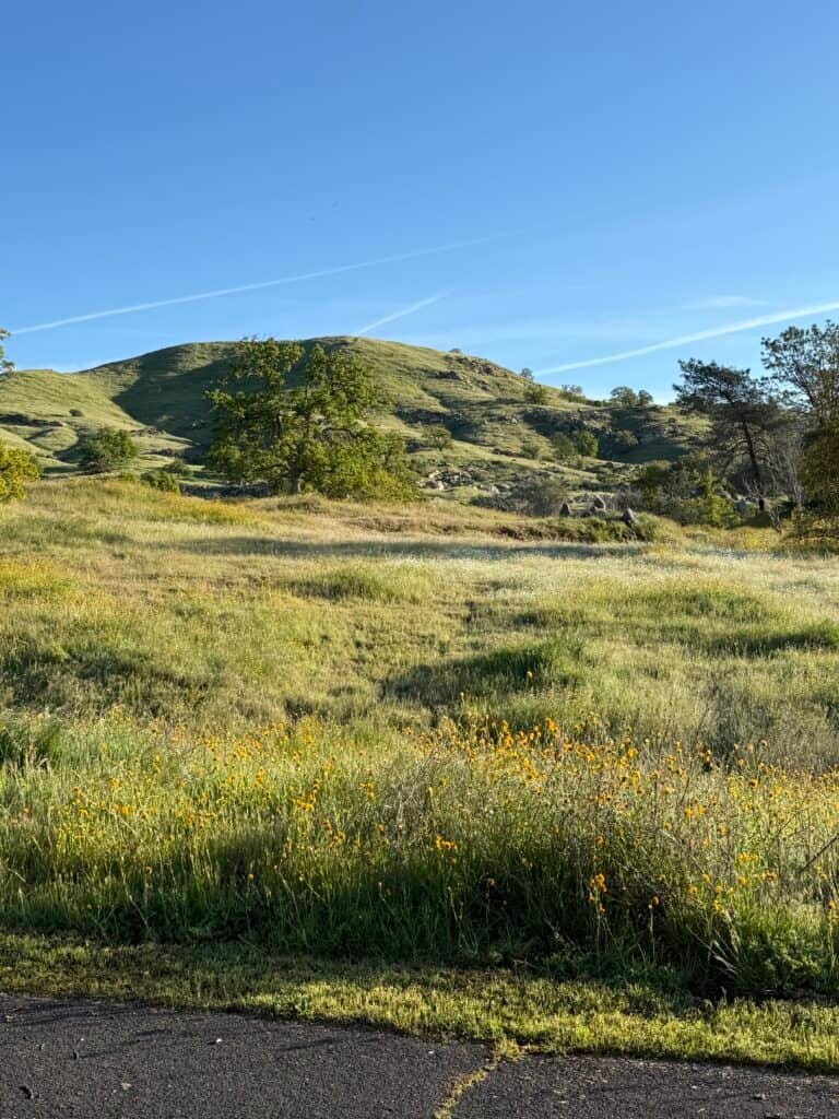 Vast green rolling hills with scattered trees under a clear blue sky, showcasing peaceful outdoor scenery perfect for biking, hiking, or nature exploration.