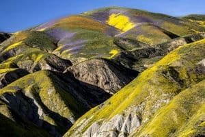 Enjoying RVing, traveling, camping, and nature with scenic mountain landscape and colorful wildflowers.