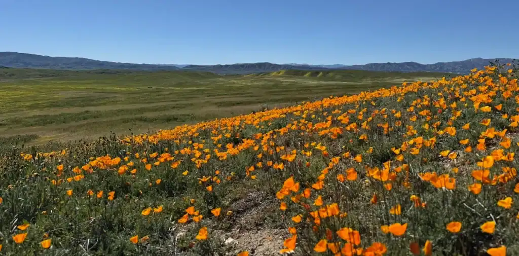 Enjoying RVing, traveling, camping, and nature with a scenic landscape of wildflowers and mountains.